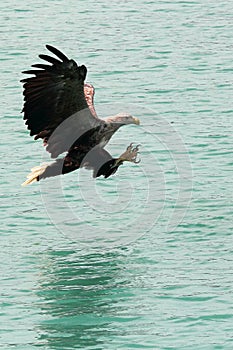 Landing eagle with big claws