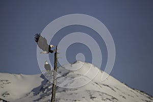 american bald eagle Landing on tree