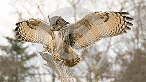 Landing of a Eurasian Eagle-Owl Bubo bubo on branch. Bokeh background. Noord Brabant in the Netherlands.
