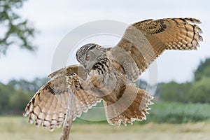 Landing of a Eurasian Eagle-Owl Bubo bubo  reaching out to perch on branch.