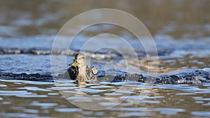 Landing Female Mallard Duck makes a wave on a pond in winter