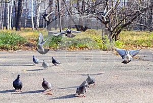 Landing flocks of pigeons.