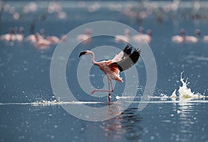 Landing of Lesser Flamingo