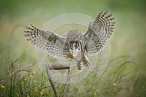 Landing little owl photo