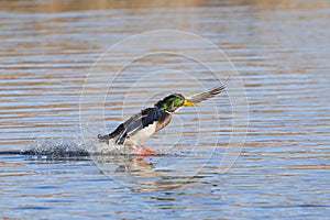 Landing Mallard