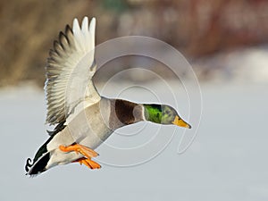 Landing Mallard Duck