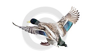 Landing mallard duck drake on white