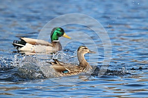 Landing Mallard Ducks