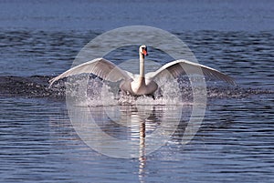 Landing Mute Swan