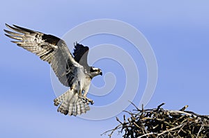 Landing Osprey