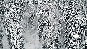 Landing over a snowy mountain forest. Winter landscape