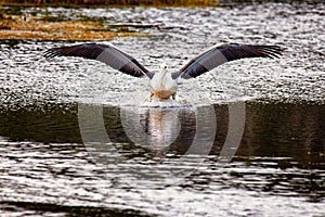 Landing pelican