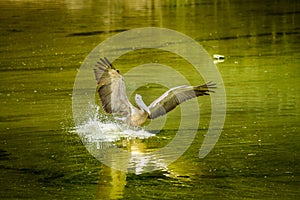 Landing pelican