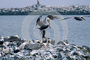 Landing pelican with young