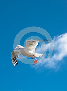 Landing Seagull