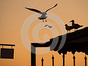 Landing Seagull