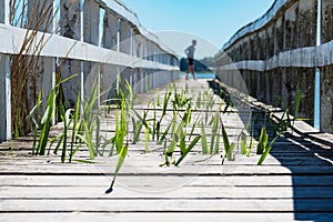 A landing stage with green reeds