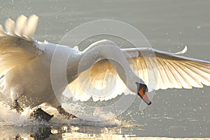 Landing swan