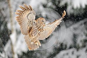 Landing tawny owl