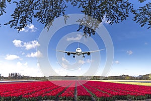 Landing on a tulips red carpet