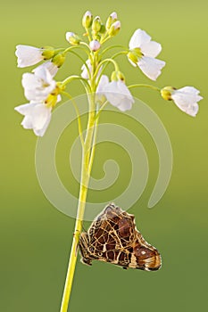 Landkaartje, Map butterfly, Araschnia levana levana