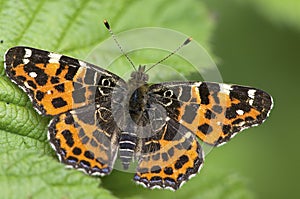 Landkaartje, Map butterfly, Araschnia levana levana