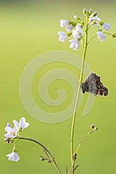 Landkaartje, Map butterfly, Araschnia levana levana