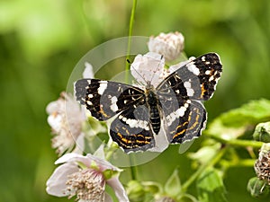 Landkaartje, Map butterfly, Araschnia levana prorsa