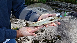 Landlocked salmon photo