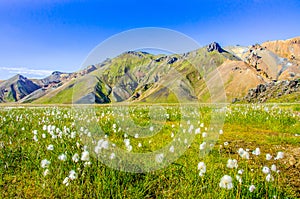 Landmannalaugar - Amazing flower field in the Highland of Iceland