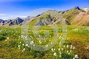 Landmannalaugar - Amazing flower field in the Highland of Iceland
