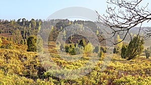 Landmark `Totengrund` in spring, LÃ¼neburg Heath Nature Park.