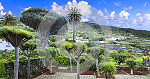 Landmarks of Tenerife - famous old Dragon tree in Icod de los Vinos town, Canary islands photo