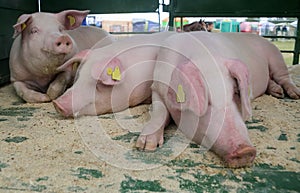 Landras pig resting in a pigsty outdoors