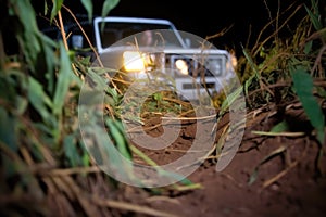 landrovers headlights spotlighting a leopard behind a bush