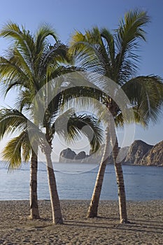 Lands End and Palm Trees photo