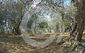 Landsacape of Ligurian olive trees photo