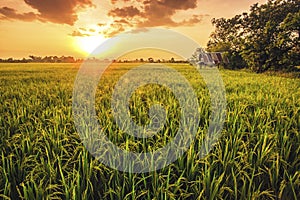 Landscap of rice field and sun set photo