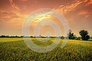 Landscap of rice field and sun set photo