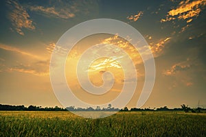 Landscap of rice field and sun set photo