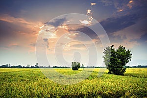 Landscap of rice field and sun set