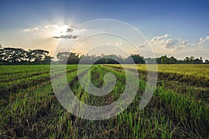 Landscap of rice stubble after harvest photo