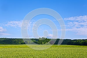 Landscape with acres,corn and white clouds