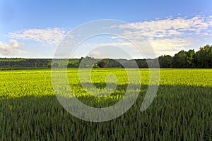 Landscape with acres,corn and white clouds