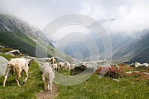 Landscape of Adamello valley with goats grazing