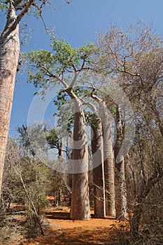 Landscape with Adansonia grandidieri baobab tree in Reniala national park, Toliara, Madagascar