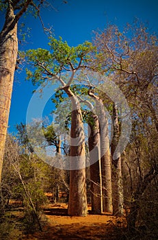 Landscape with Adansonia grandidieri baobab tree in Reniala national park, Toliara, Madagascar photo