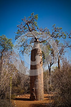 Landscape with Adansonia grandidieri baobab tree in Reniala national park, Toliara, Madagascar