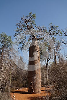 Landscape with Adansonia grandidieri baobab tree in Reniala national park, Toliara, Madagascar