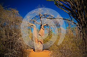 Landscape with Adansonia grandidieri baobab tree in Reniala national park, Toliara, Madagascar photo